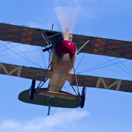 Albatros In Flight Alex Mitchell IMG 4752